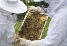 Közszolgálati jellegű elismerésre és nagyobb finanszírozásra számítanak a méhészek