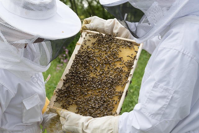 topp-digital-foto-beekeeper-2650664_640